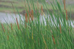 Typha angustata